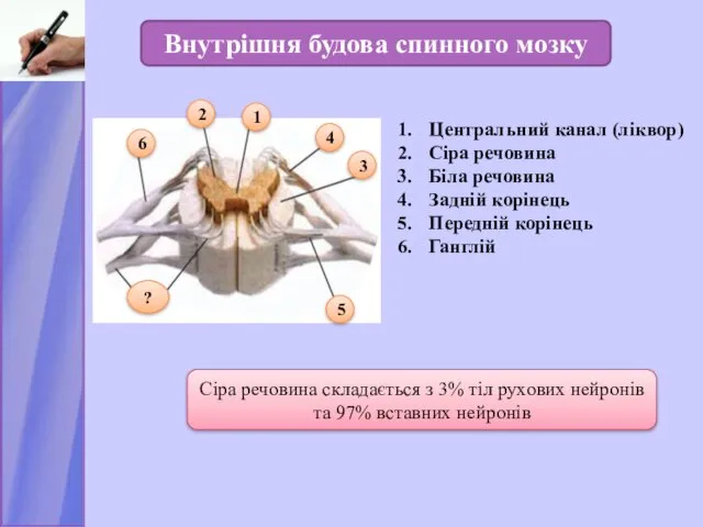 Внутрішня будова спинного мозку Центральний канал (ліквор) Сіра речовина Біла