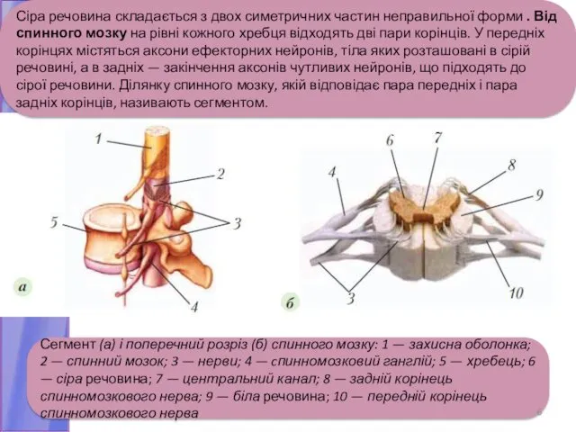 Сіра речовина складається з двох симетричних частин неправильної форми . Від спинного мозку