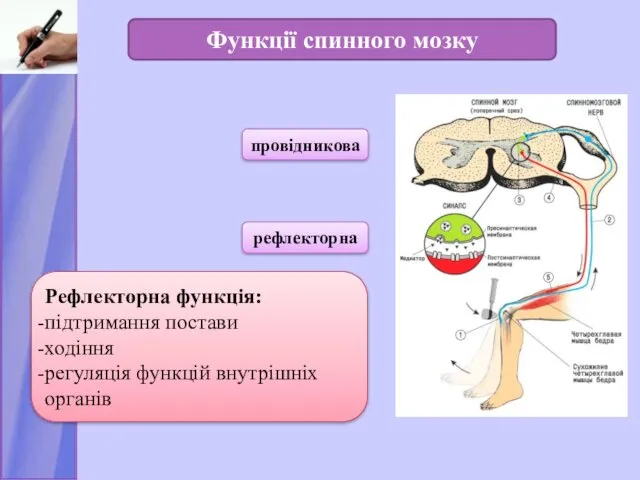 Функції спинного мозку провідникова рефлекторна Рефлекторна функція: підтримання постави ходіння регуляція функцій внутрішніх органів