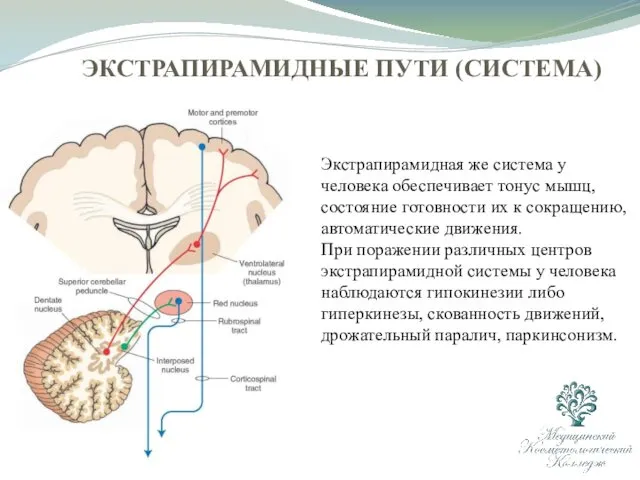 ЭКСТРАПИРАМИДНЫЕ ПУТИ (СИСТЕМА) Экстрапирамидная же система у человека обеспечивает тонус