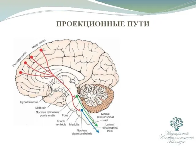 ПРОЕКЦИОННЫЕ ПУТИ