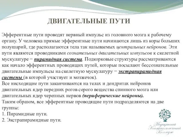 ДВИГАТЕЛЬНЫЕ ПУТИ Эфферентные пути проводят нервный импульс из головного мозга