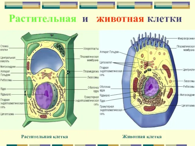 Растительная и животная клетки Животная клетка Растительная клетка