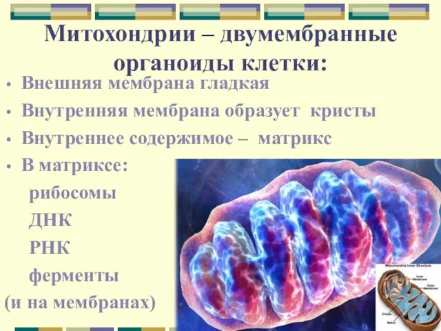 Митохондрии – двумембранные органоиды клетки: Внешняя мембрана гладкая Внутренняя мембрана