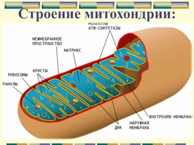 Строение митохондрии: