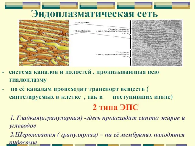 Эндоплазматическая сеть - система каналов и полостей , пронизывающая всю