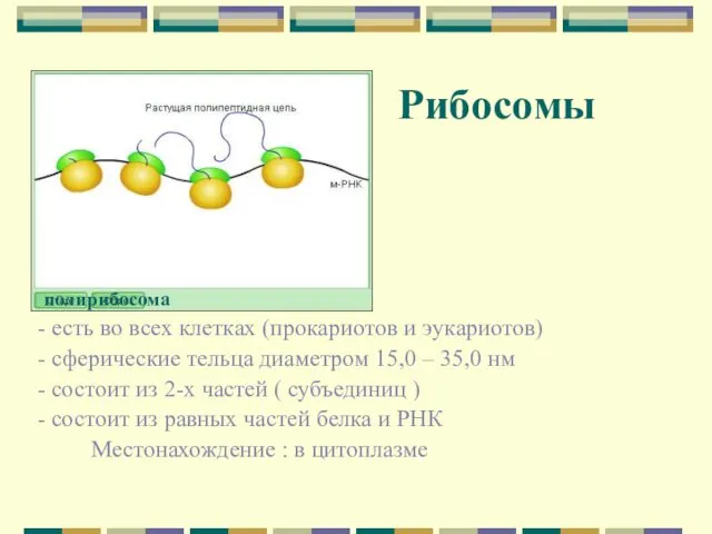 Рибосомы - есть во всех клетках (прокариотов и эукариотов) -