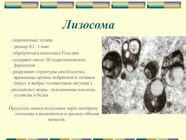 Лизосома - шаровидные тельца - размер 0,2 -1 мкм -