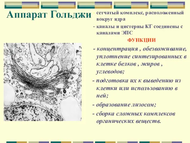 Аппарат Гольджи - сетчатый комплекс, расположенный вокруг ядра - каналы