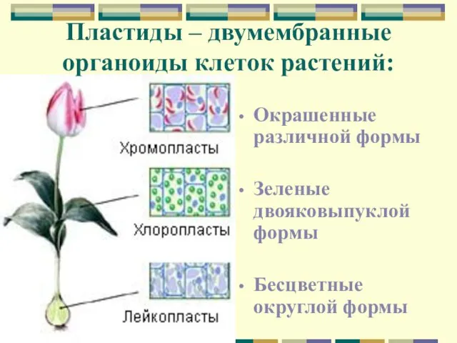Пластиды – двумембранные органоиды клеток растений: Окрашенные различной формы Зеленые двояковыпуклой формы Бесцветные округлой формы