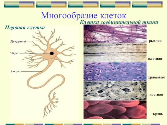 Многообразие клеток Нервная клетка Клетки соединительной ткани рыхлая плотная хрящевая костная кровь