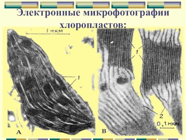 Электронные микрофотографии хлоропластов: