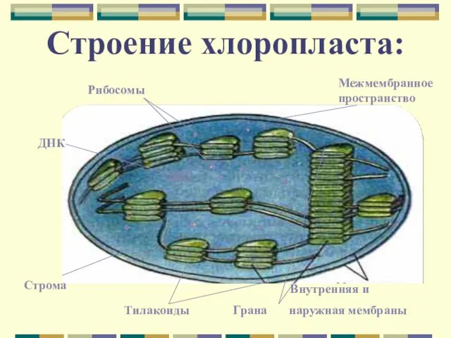 Строение хлоропласта: Внутренняя и Тилакоиды Грана наружная мембраны Строма Межмембранное пространство ДНК Рибосомы