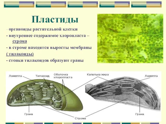 Пластиды - органоиды растительной клетки - внутреннее содержимое хлоропласта –строма