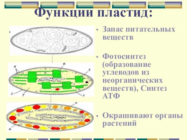 Функции пластид: Запас питательных веществ Фотосинтез (образование углеводов из неорганических веществ), Синтез АТФ Окрашивают органы растений