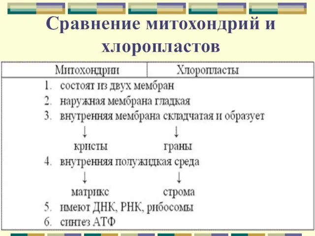 Сравнение митохондрий и хлоропластов