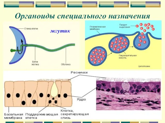 Органоиды специального назначения жгутик