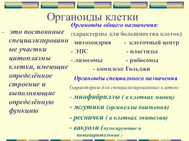 Органоиды клетки - это постоянные специализированные участки цитоплазмы клетки, имеющие