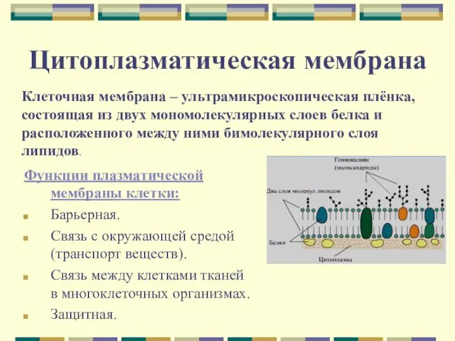 Цитоплазматическая мембрана Клеточная мембрана – ультрамикроскопическая плёнка, состоящая из двух