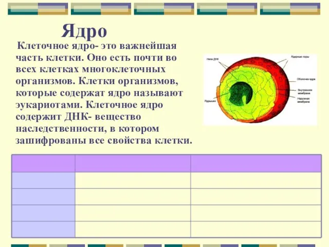 Ядро Клеточное ядро- это важнейшая часть клетки. Оно есть почти