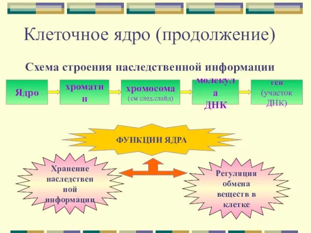 Клеточное ядро (продолжение) Схема строения наследственной информации Ядро хроматин хромосома