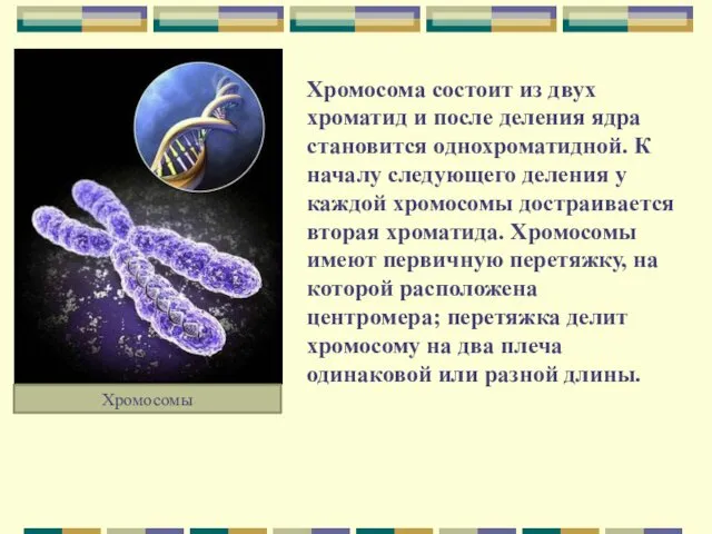 Хромосомы Хромосома состоит из двух хроматид и после деления ядра