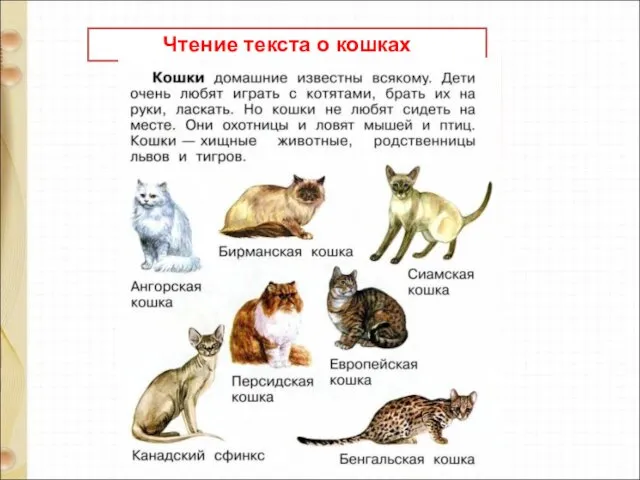 Чтение текста о кошках