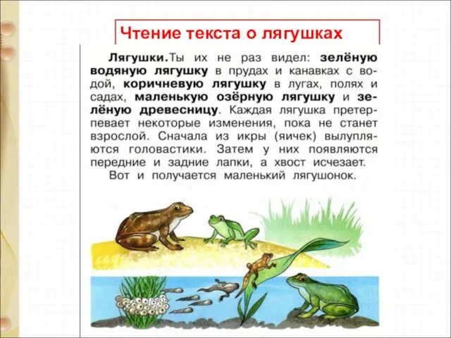 Чтение текста о лягушках