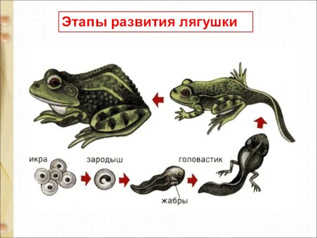 Этапы развития лягушки