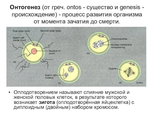 Онтогенез (от греч. ontos - существо и genesis - происхождение)