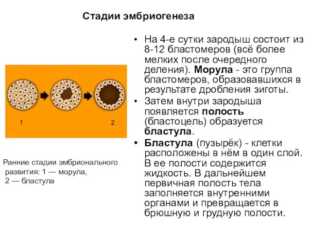 Стадии эмбриогенеза На 4-е сутки зародыш состоит из 8-12 бластомеров