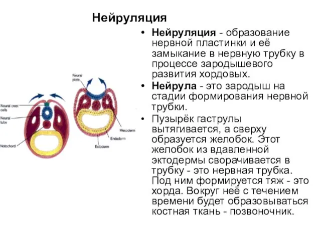 Нейруляция Нейруляция - образование нервной пластинки и её замыкание в