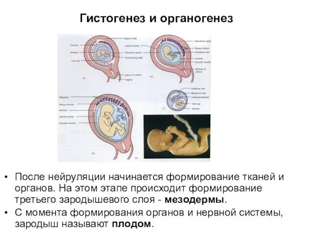 Гистогенез и органогенез После нейруляции начинается формирование тканей и органов.