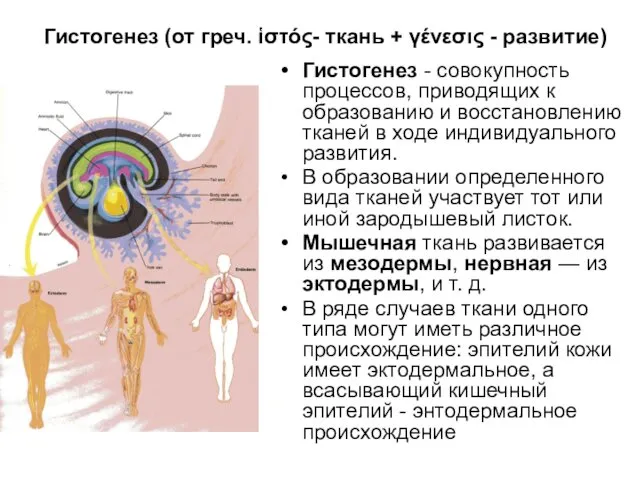 Гистогенез (от греч. ἱστός- ткань + γένεσις - развитие) Гистогенез