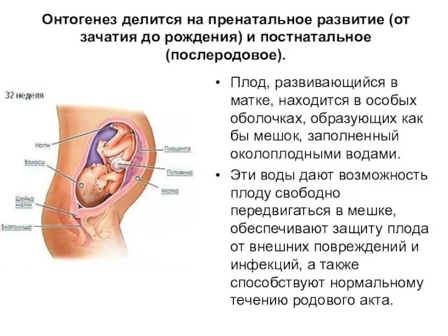 Онтогенез делится на пренатальное развитие (от зачатия до рождения) и