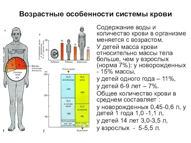 Возрастные особенности системы крови Содержание воды и количество крови в