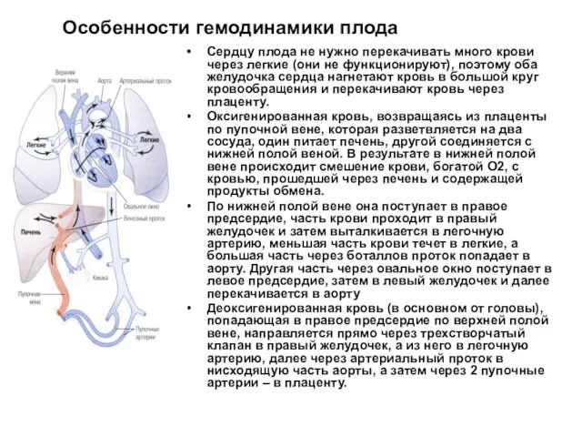 Особенности гемодинамики плода Сердцу плода не нужно перекачивать много крови