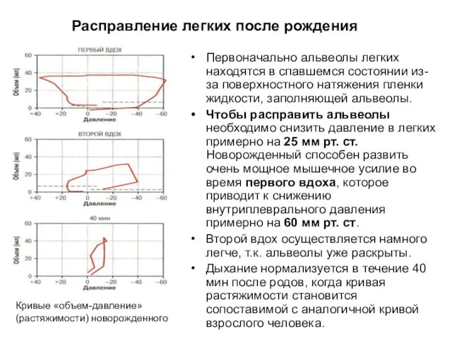 Расправление легких после рождения Первоначально альвеолы легких находятся в спавшемся