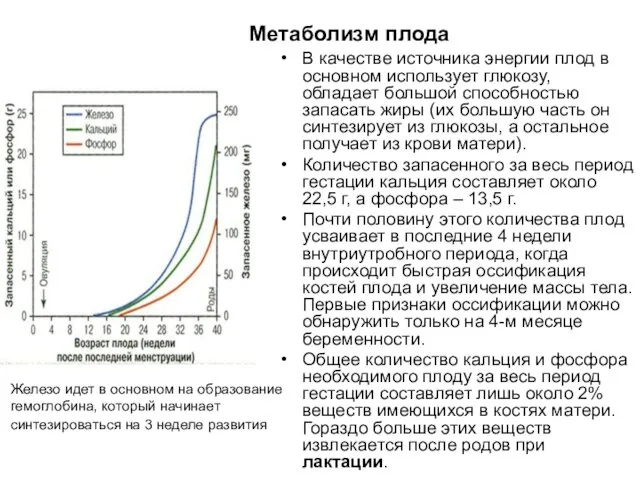 Метаболизм плода В качестве источника энергии плод в основном использует