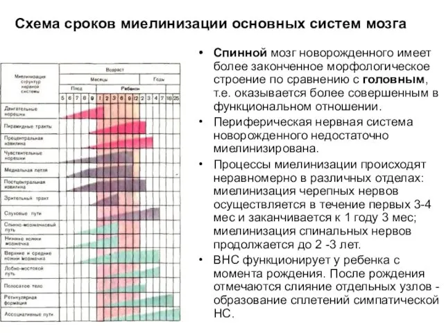 Схема сроков миелинизации основных систем мозга Спинной мозг новорожденного имеет