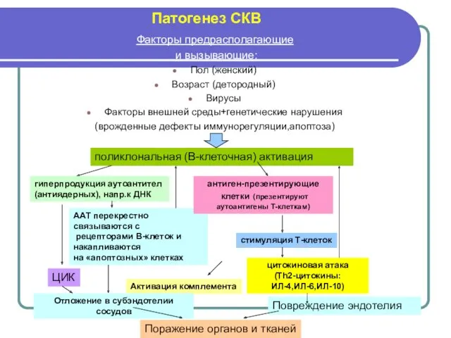 Патогенез СКВ Факторы предрасполагающие и вызывающие: Пол (женский) Возраст (детородный)