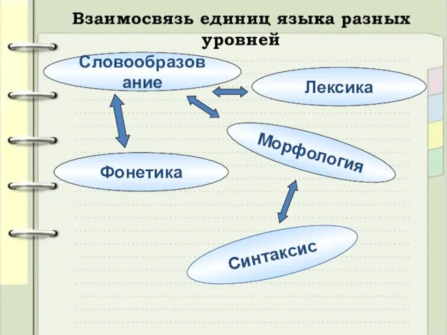 Словообразование Лексика Морфология Синтаксис Фонетика Взаимосвязь единиц языка разных уровней