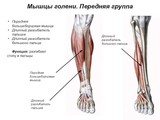 Мышцы голени. Передняя группа Передняя большеберцовая мышца Длинный разгибатель пальцев