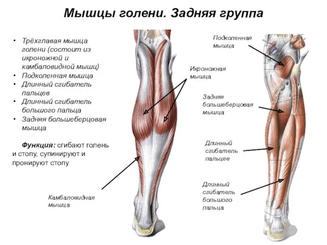 Мышцы голени. Задняя группа Трёхглавая мышца голени (состоит из икроножной