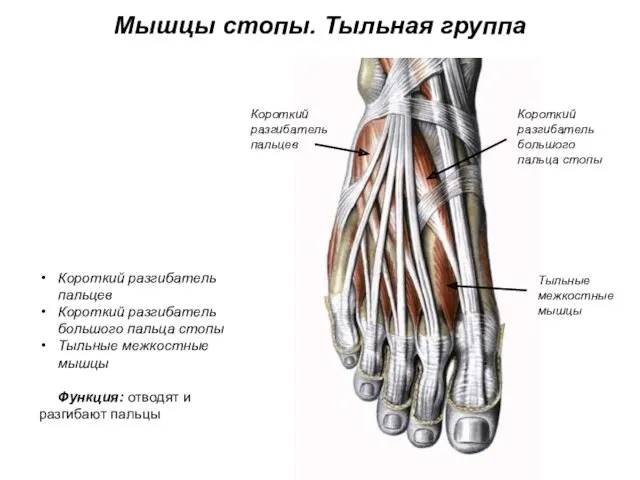Мышцы стопы. Тыльная группа Короткий разгибатель пальцев Короткий разгибатель большого
