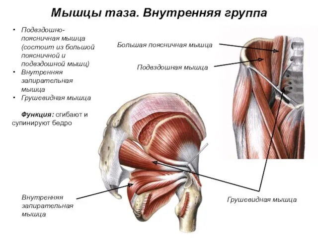 Мышцы таза. Внутренняя группа Подвздошно-поясничная мышца (состоит из большой поясничной