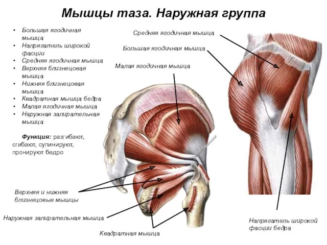 Мышцы таза. Наружная группа Большая ягодичная мышца Напрягатель широкой фасции