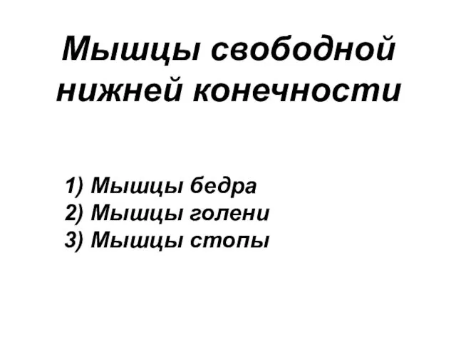 Мышцы свободной нижней конечности 1) Мышцы бедра 2) Мышцы голени 3) Мышцы стопы