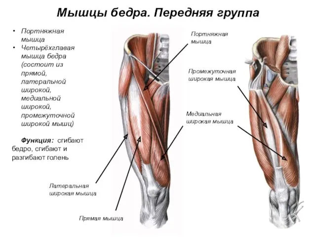 Мышцы бедра. Передняя группа Портняжная мышца Четырёхглавая мышца бедра (состоит