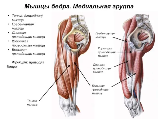 Мышцы бедра. Медиальная группа Тонкая (стройная) мышца Гребенчатая мышца Длинная